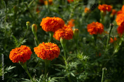 Close up view of orange marigold flowers in natural background