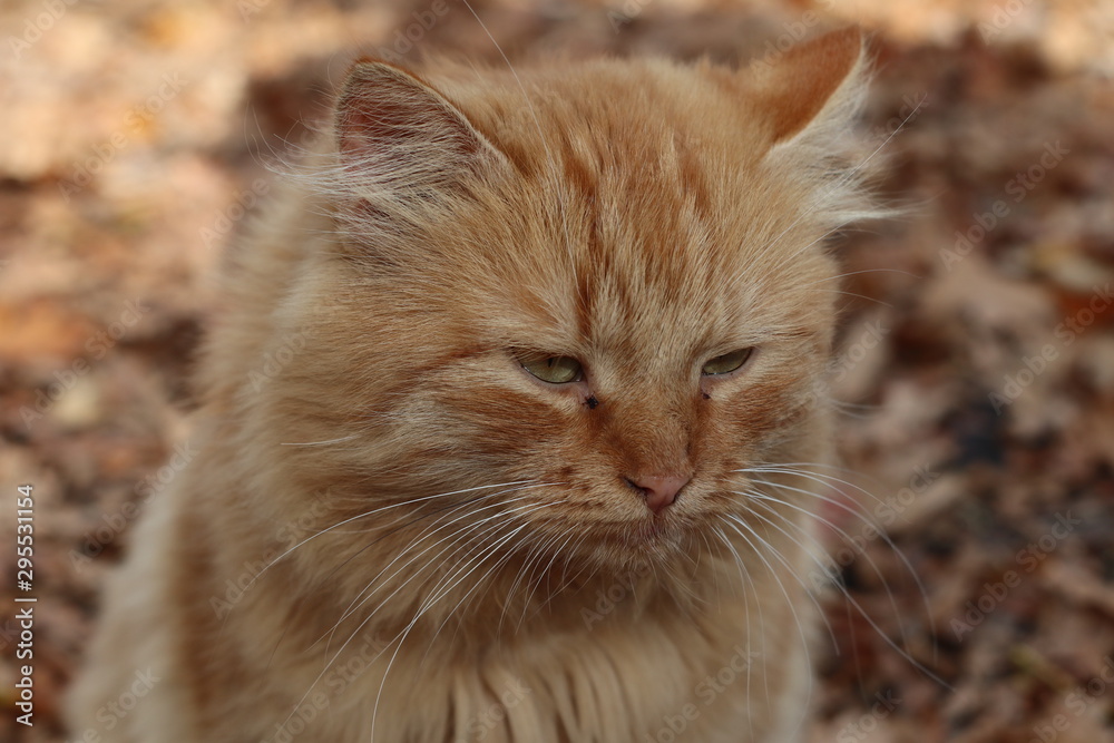 portrait of a red cat on an autumn walk