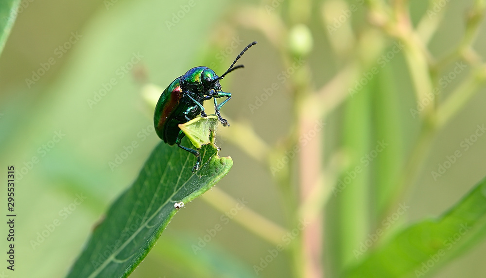 Fototapeta premium insect