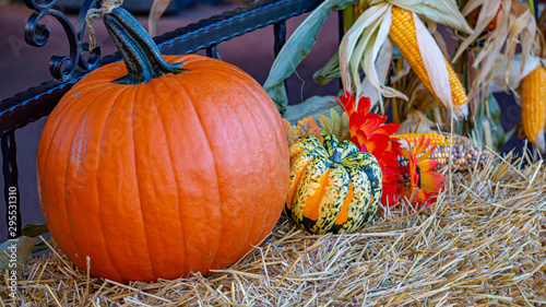 A display of harvest vegetables: pumpkin, gourd, corn