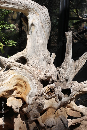 Tree Trunk Texture