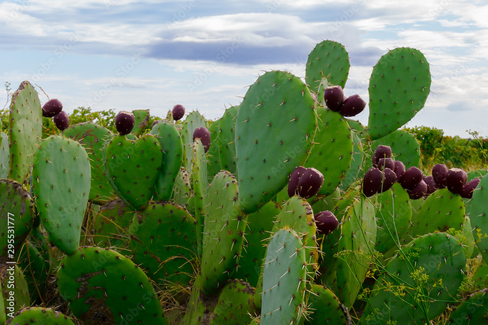 opuntia prickly pear
