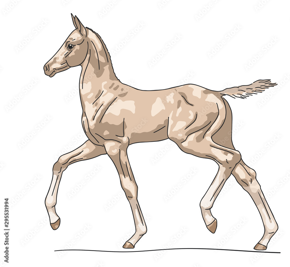 Obraz premium Cute foal runs, vector illustration