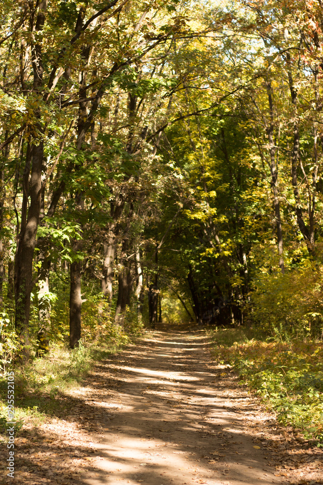 Fototapeta premium Autumn landscape in yellow forest.