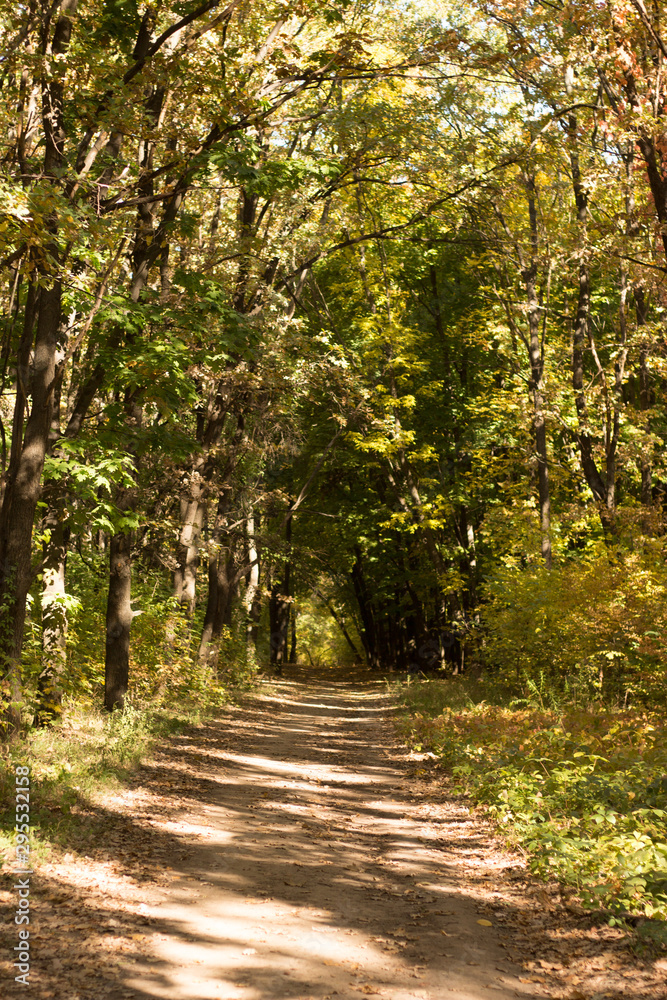 Fototapeta premium Autumn landscape in yellow forest.
