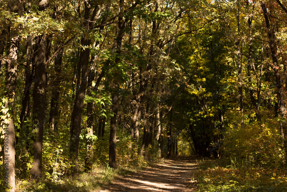 Fototapeta premium Autumn landscape in yellow forest.