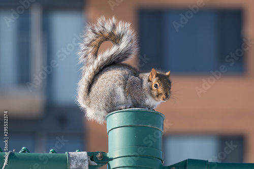 Écureuil sur un poteau 