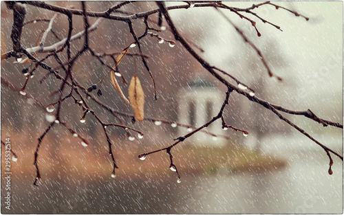 Rainy autumn in the old Park