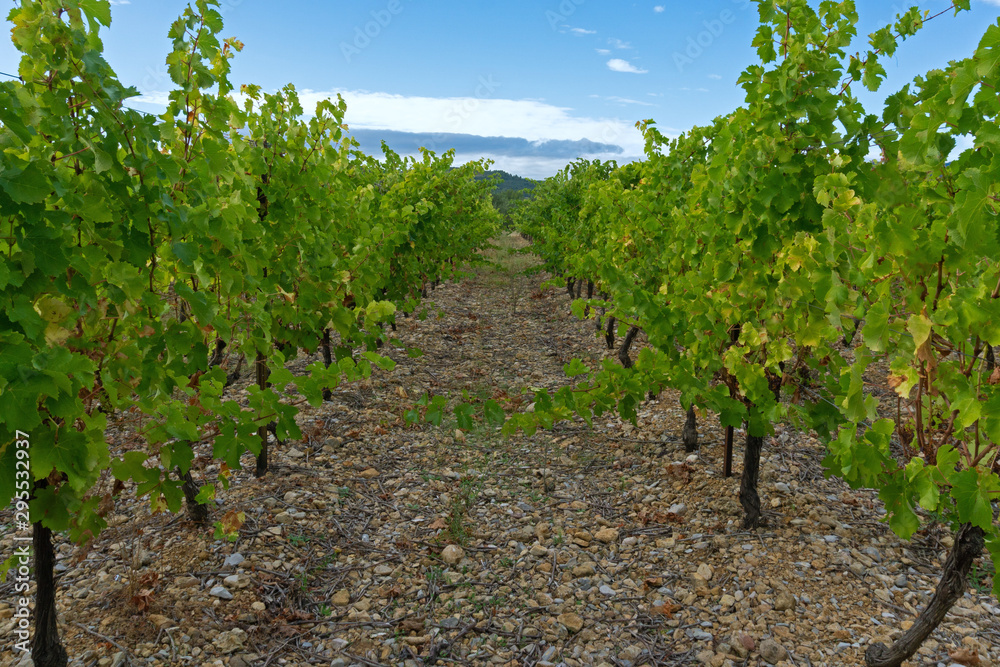 vineyard Languedoc south of France