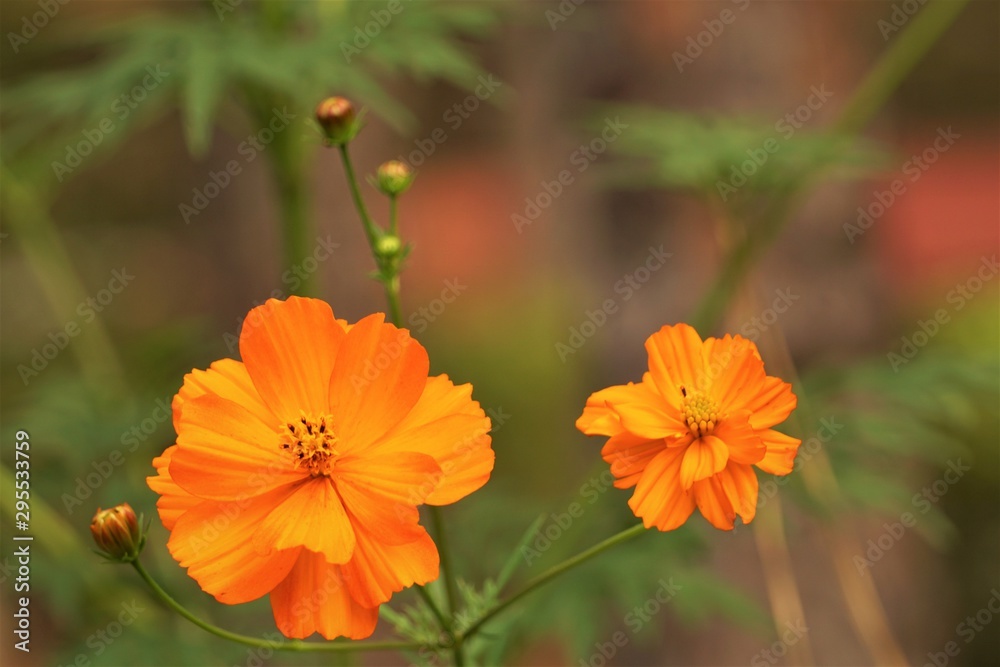 Pretty yellow cosmos flower (Cosmos bipinnatus) on soft focus green garden background, Autumn in GA USA. Pretty yellow cosmos flower (Cosmos bipinnatus) on soft focus green garden background, Autumn in GA USA.