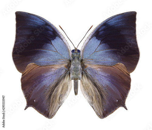 Butterfly Anaea philumena on a white background photo