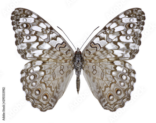 Butterfly Hamadryas februa on a white background