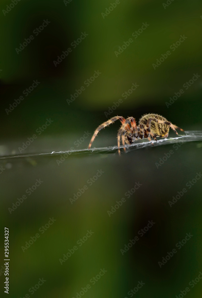 spider, insect, nature, web, spider, insect, nature, web,