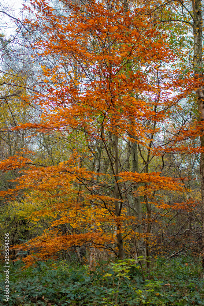 Sherwood Forest autumn trees. Autumnal colours - trees in woodland. Background nature forest scene.