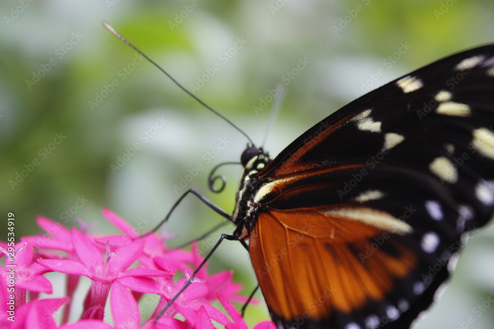 Obraz premium Mariposa posa 