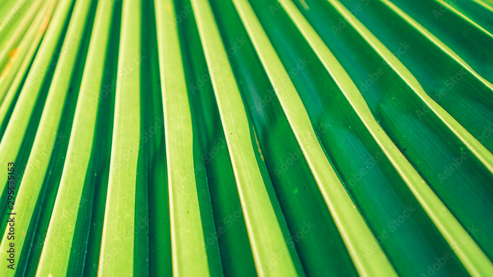Obraz premium green leaf of palm tree