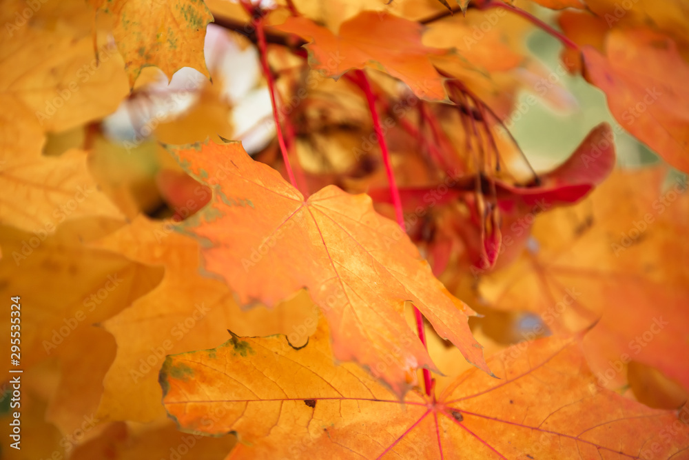 Yellow, orange and red maple leaves on the tree with fetus Yellow, orange and red maple leaves on the tree with fetus