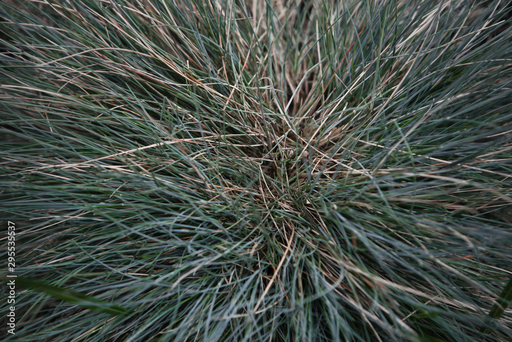 Autumn grass in a tropical forest Autumn grass in a tropical forest
