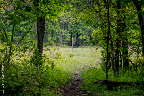 Fototapet Exiting The Woods to Follow Appalachian Trail White Blaze