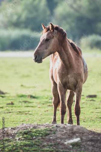 horse in the field © Zoran Jesic