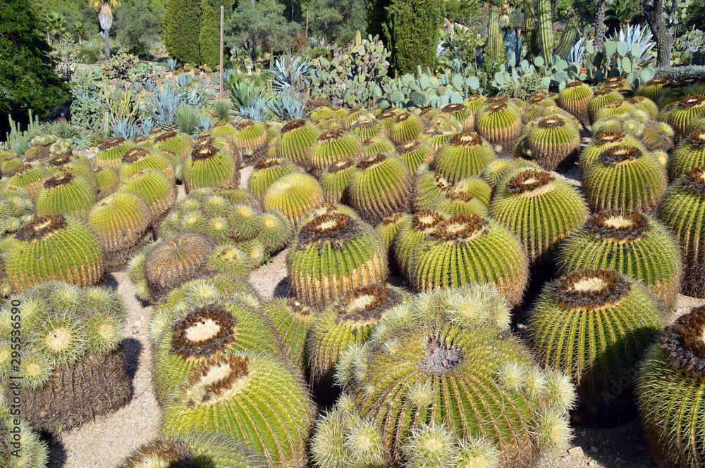 Cactus garden