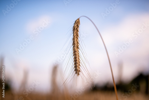 Ear of Wheat macros