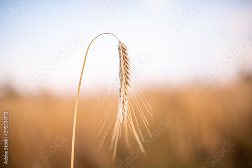 Ear of Wheat macros