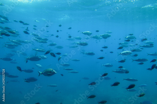 Underwater view of a school of fish swimming in the Adriatic Sea off the coast of Krk Island, Croatia