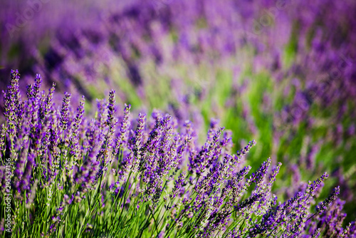 field of lavender