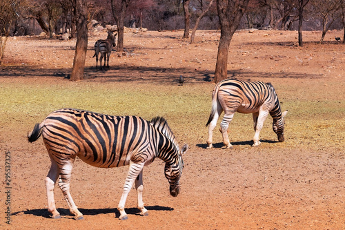 Wild african animals.  African plains zebras on the dry yellow savannah grasslands. 