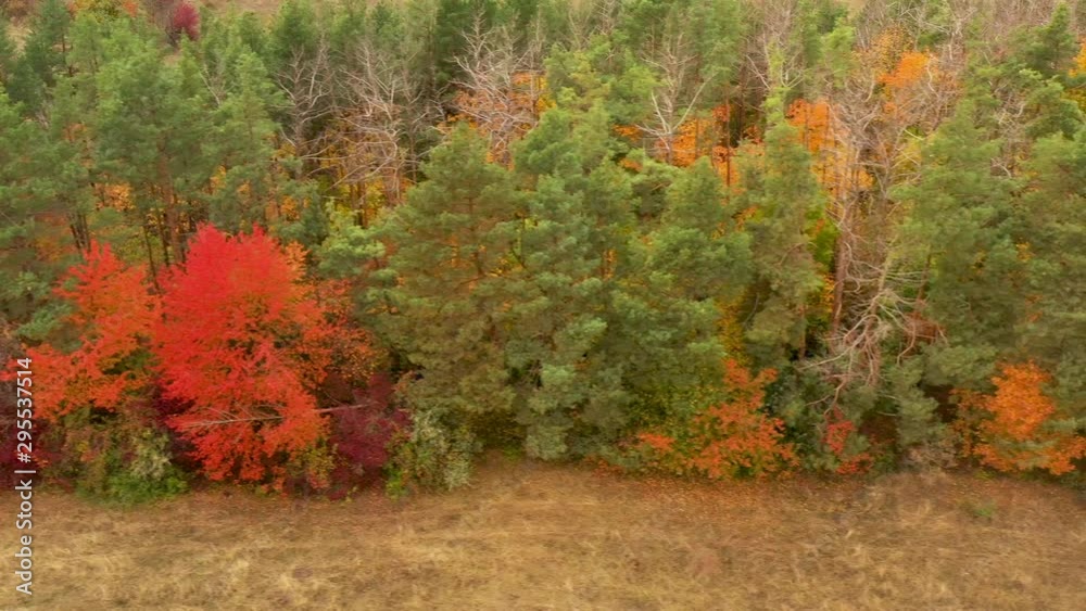 Beautiful autumn trees, red yellow and green. Slow flight of drone over autumn forest. Beautiful autumn trees, red yellow and green. Slow flight of drone over autumn forest.
