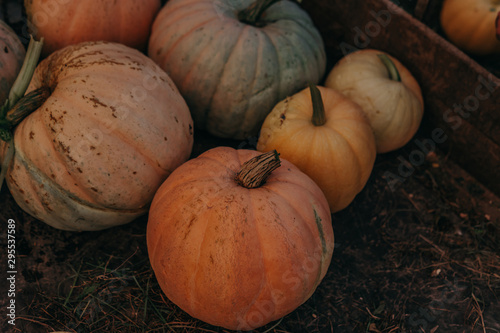 orange pumpkins at outdoor farmer market. pumpkin patch. Copy space for your text photo