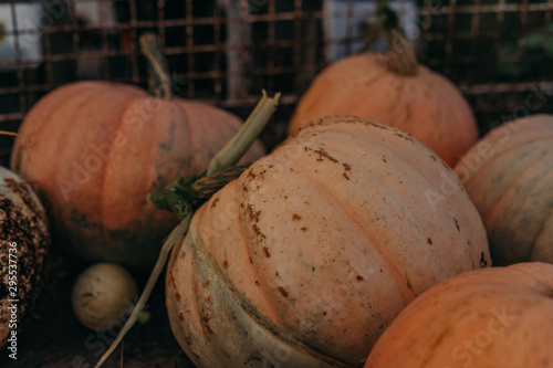 orange pumpkins at outdoor farmer market. pumpkin patch. Copy space for your text photo