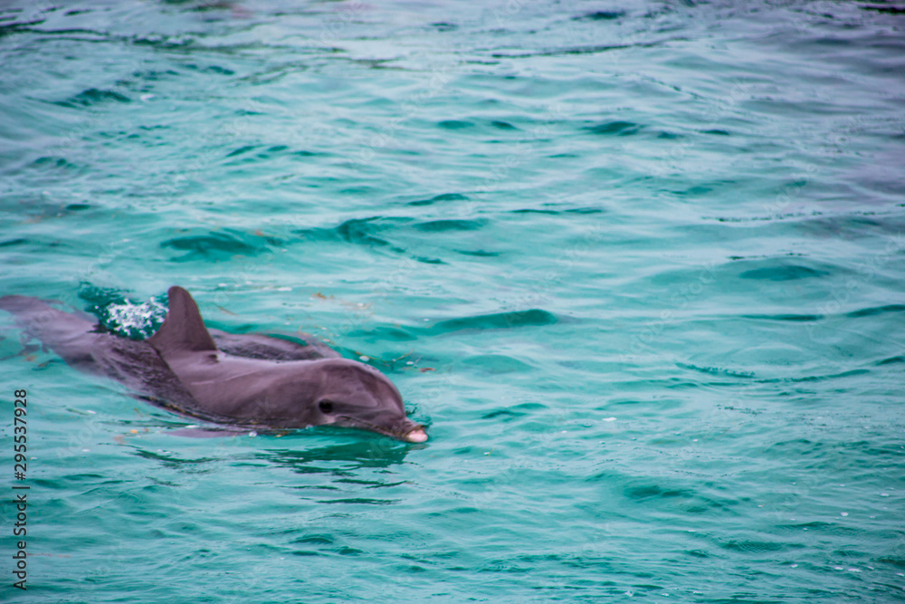 Fototapeta premium Dolphins from Mexico Cancun, Blue Ocean Water