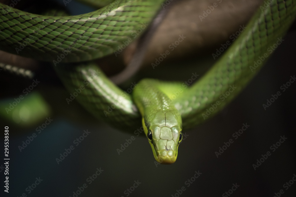 Obraz premium Green Snake