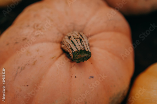orange pumpkins at outdoor farmer market. pumpkin patch. Copy space for your text photo