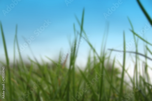 blurred image of beautiful green grass meadow © kittyfly