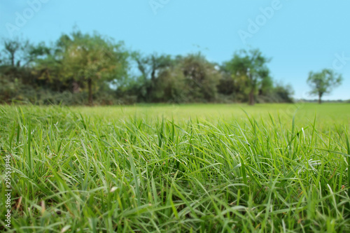 beautiful green grass on a blurred background of the meadow and trees in the distance, ecology concept