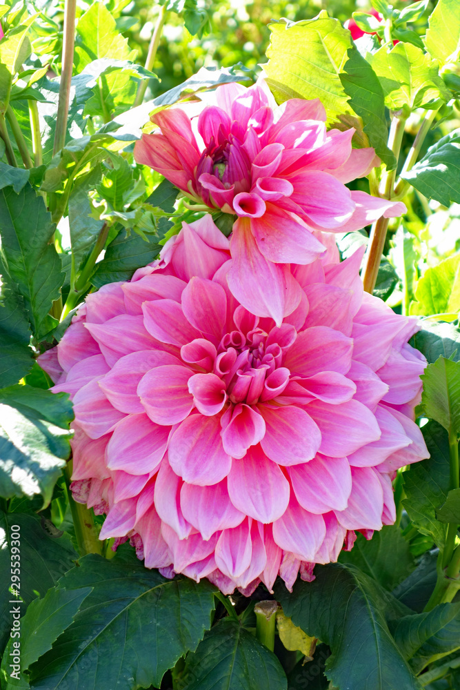 Obraz premium Dahlie pink