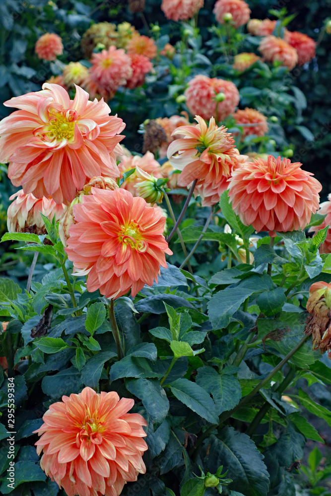 Gelb orangene Dahlien Gelb orangene Dahlien