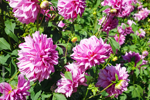 Rosa Dahlien mit Knospen