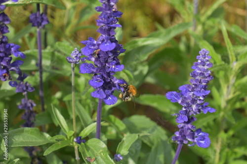 Close Up of Bees and Lavender Flowers in Sunshine