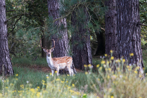 A male deer in the forest looking around photo