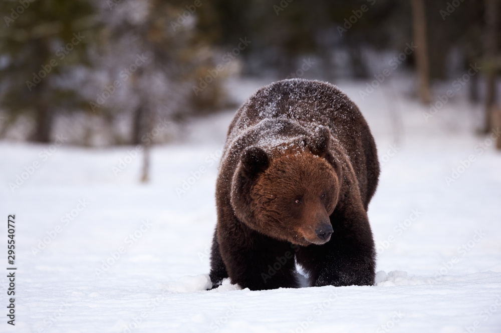 Obraz premium Brown bear in the snow