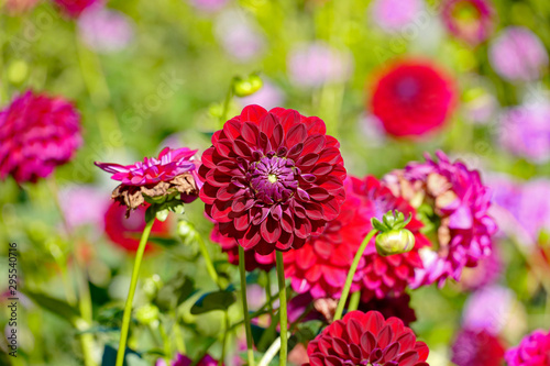 Rote Dahlien mit Knospe