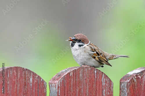 Feldsperling (Passer montanus) mit Marienkäfer im Schnabel - Tree sparrow with Ladybird in the beak photo