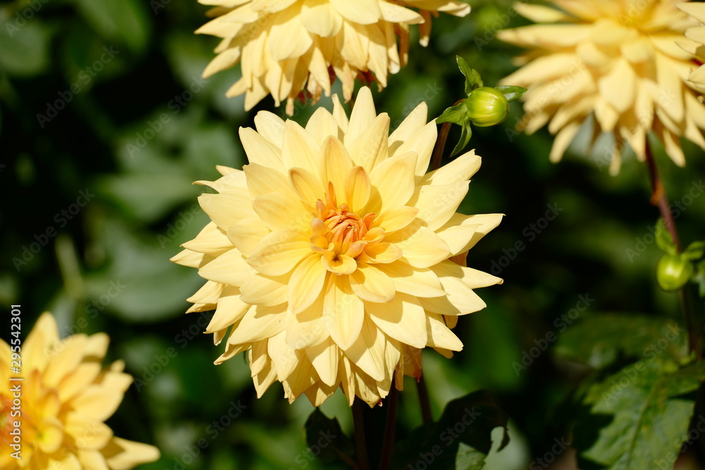 Gelbe Dahlien