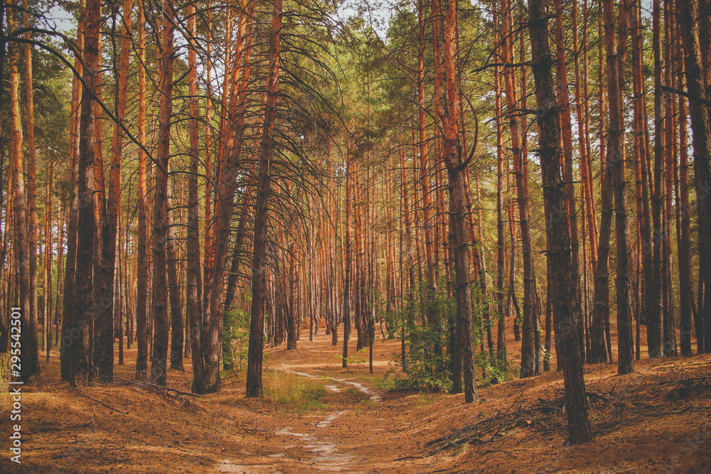 Fototapeta premium pine forest in hot summer