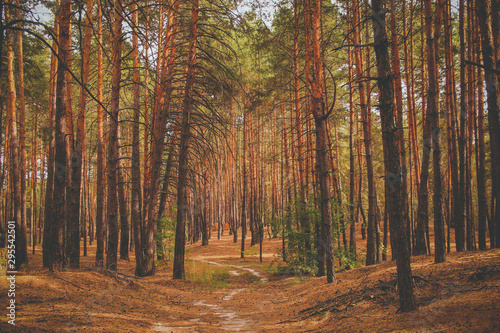 pine forest in hot summer