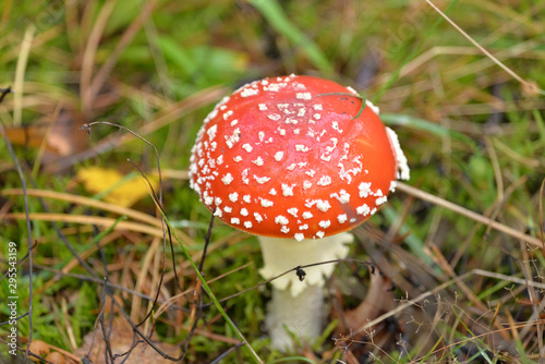 Red Flybane (Amanita muscaria) in the forest somwhere in Poland.